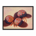 Load image into Gallery viewer, Hermit crabs on the shore