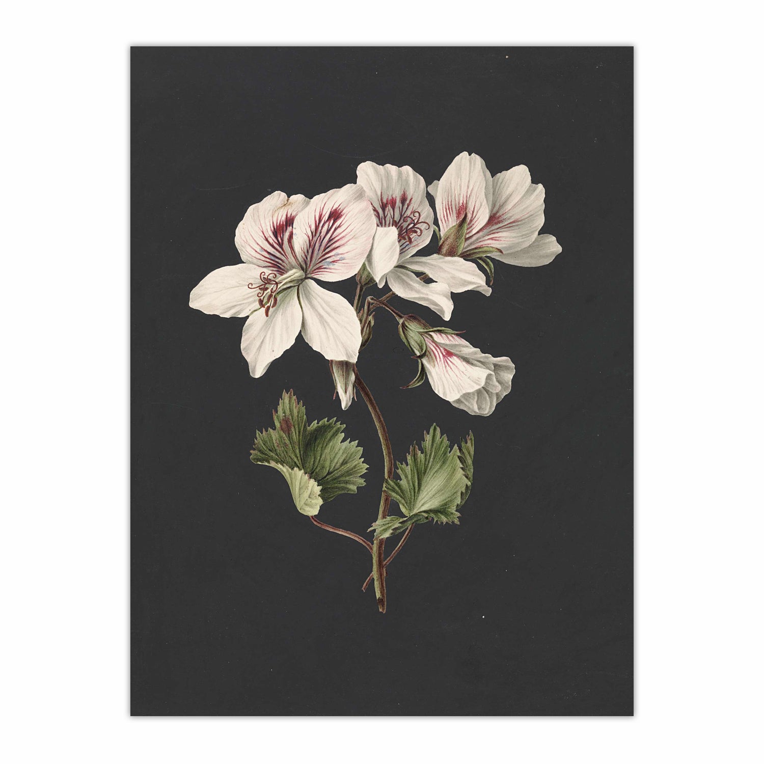 Pelargonium album bicolor