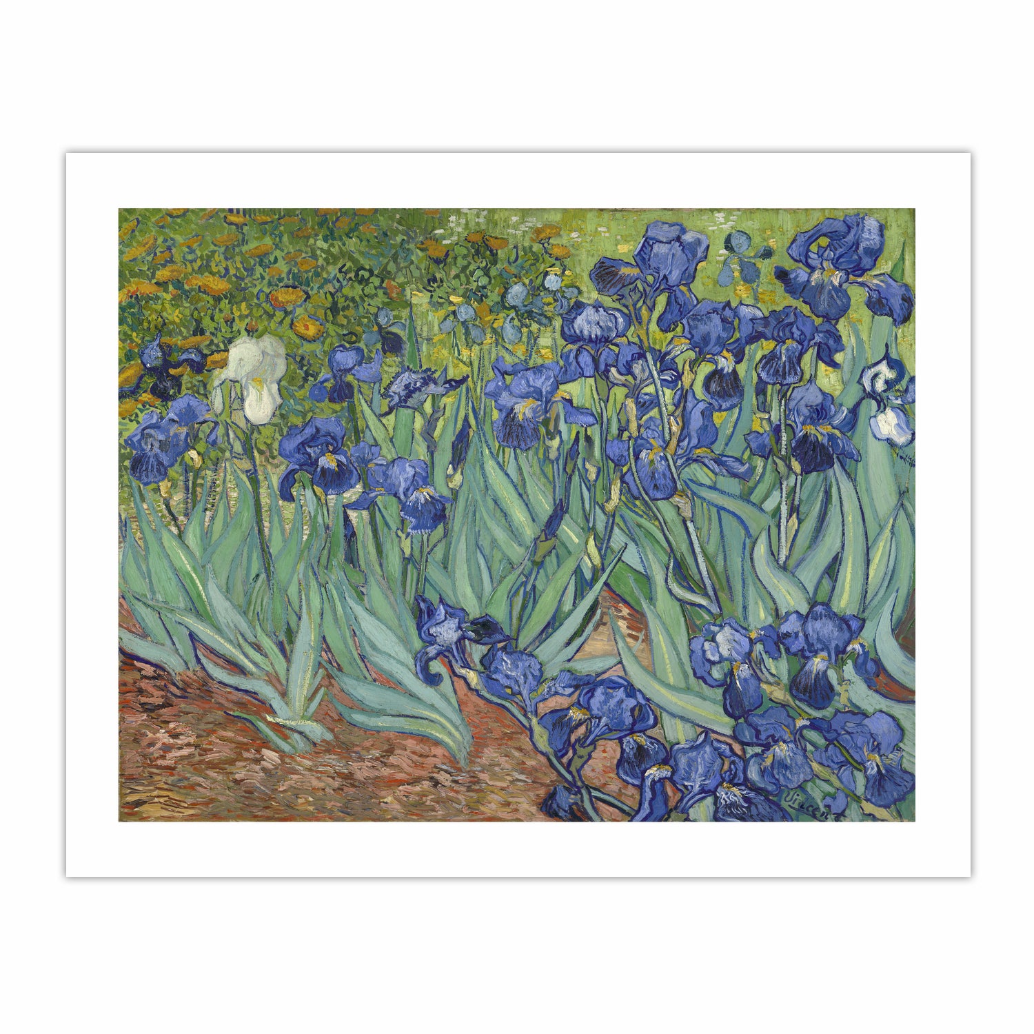 Vincent Van Gogh "Irises" Fine Art Print